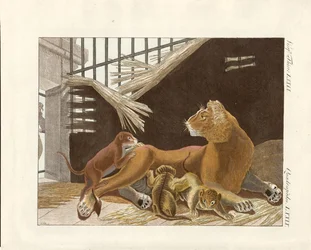 La lionne et ses petits