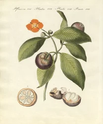 Le manguier