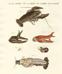 Le vilain crabe de rivière