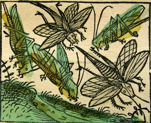 La peste des sauterelles, publié dans la Chronique de Nuremberg, 1493