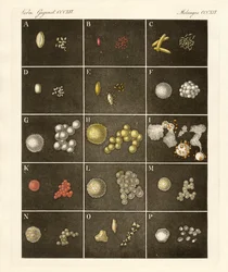 Le pollen des plantes