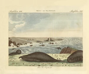 Le phoque à trompe