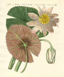 Le vrai lotus