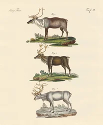 Le renne