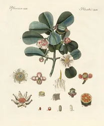Le clusia rose