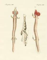 Le sinueux Protée