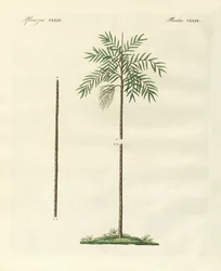 Le palmier mince de la Nouvelle-Irlande (gravure en couleur)