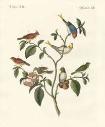 Les plus petits oiseaux