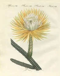 Le splendide cactus torchère à grandes fleurs