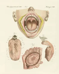 Le goût (gravure en couleur)
