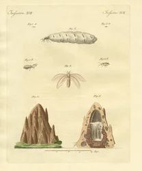 Les termites