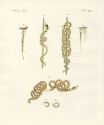 Les nymphes sinueuses