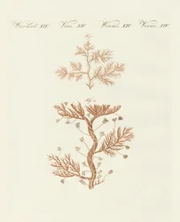La sertulaire enroulée ou coralline de base