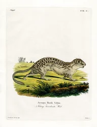Spermophile à treize lignes