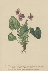 Pensée de Thomas (Viola Thomasiana, Viola ambigua)