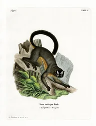 Singe de nuit à trois bandes