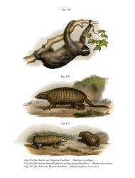 Paresseux à trois doigts, 1860