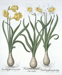 Trois pseudo-narcisses, de Hortus Eystettensis par Basil Besler (1561-1629) publié en 1613