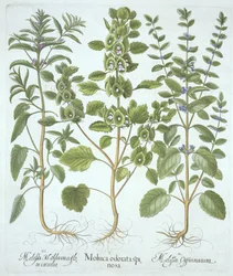 Trois types de mélisse, de Hortus Eystettensis, par Basil Besler (1561-1629), pub. 1613