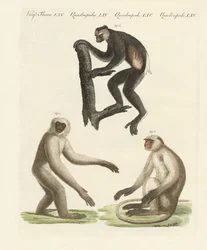 Trois types de singes