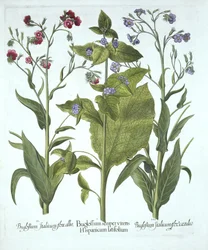 Trois variétés de bugloss, de Hortus Eystettensis, par Basil Besler (1561-1629), pub. 1613