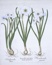 Trois narcisses blancs, de Hortus Eystettensis par Basil Besler (1561-1629) publié en 1613