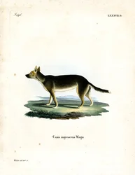 Chien tibétain