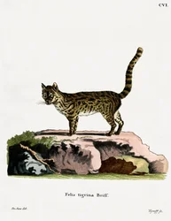 Chat-tigre