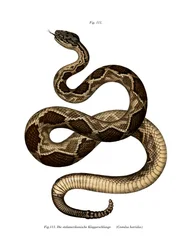 Serpent à sonnette des bois
