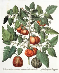 Tomates et melons, du Hortus Eystettensis par Basil Besler