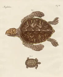 Tortues