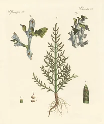 Plantes commerciales et médicinales