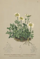 Renoncule de Traunfellner