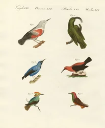 Grimpereaux et colibris