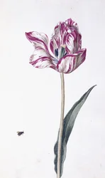 Tulipe et abeille, 18ème siècle