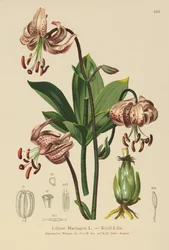 Lis martagon (Lilium Martagon)