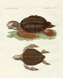 Tortues de taille phénoménale