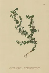 Sabuline à deux fleurs (Arenaria biflora)