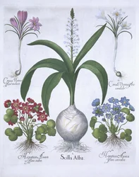 Deux crocus, deux hépatiques et une scille, de Hortus Eystettensis par Basil Besler (1561-1629) publié en 1613