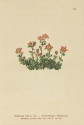 Saxifrage à deux fleurs (Saxifraga biflora)