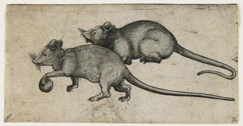 Deux souris, 1450-80