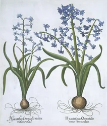Deux jacinthes bleues, de Hortus Eystettensis par Basil Besler (1561-1629) publié en 1613