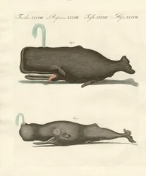 Deux types étranges de baleines