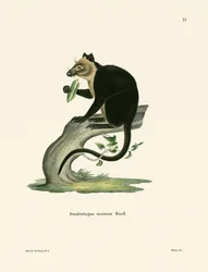Kangourou arboricole ursin