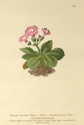 Primevère de Val-Daone (Primula Oenensis, Primula Daonensis)