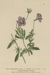 Violette de Valderia (Viola heterophylla, Viola Valderia)