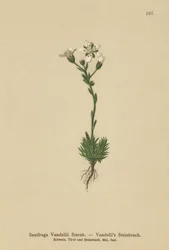 Saxifrage de Vandelli (Saxifraga Vandellii)