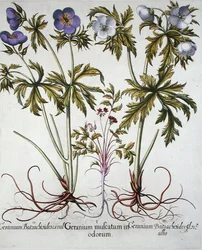 Variétés de géranium, du 