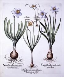 Divers narcisses, de Hortus Eystettensis, par Basil Besler, pub. 1613