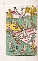 Diverses espèces d